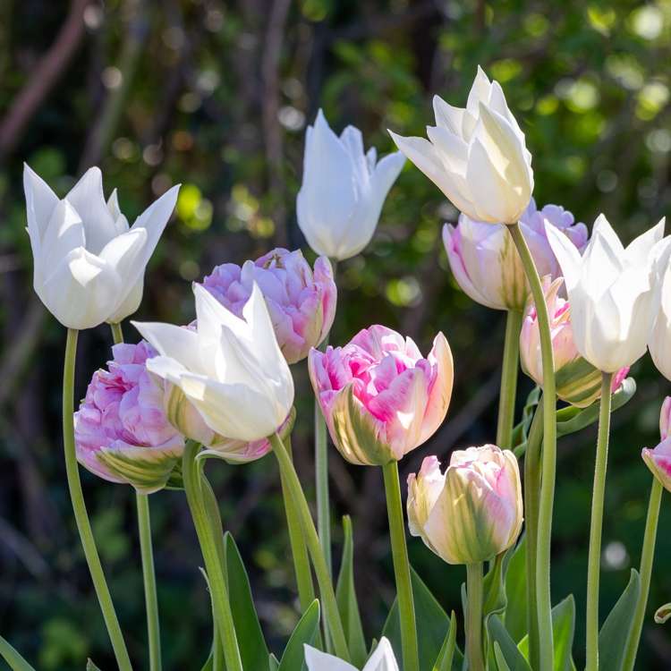 'Mary' tulpanblandning